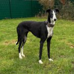 Galgo Crisis, 12/2018, ca. 67 cm, 24558 Henstedt Ulzburg