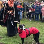 Galgo Crisis, 12/2018, ca. 67 cm, 24558 Henstedt Ulzburg