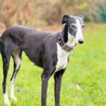 Galgo Crisis, 12/2018, ca. 67 cm, 24558 Henstedt Ulzburg