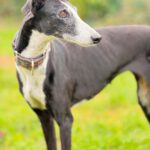 Galgo Crisis, 12/2018, ca. 67 cm, 24558 Henstedt Ulzburg