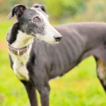 Galgo Crisis, 12/2018, ca. 67 cm, 24558 Henstedt Ulzburg