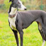 Galgo Crisis, 12/2018, ca. 67 cm, 24558 Henstedt Ulzburg