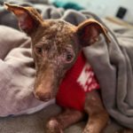 Podenco Curro, 02/2013, ca. 45 cm, 95517 Emtmannsberg