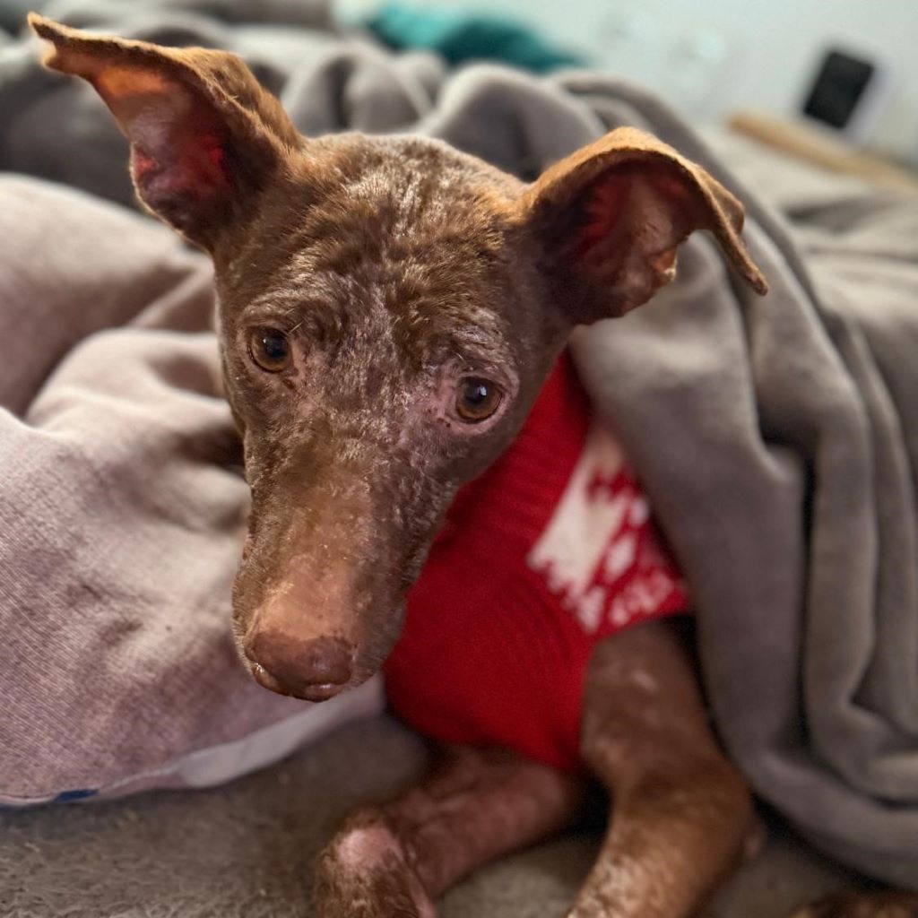 Podenco Curro, 02/2013, ca. 45 cm, 95517 Emtmannsberg