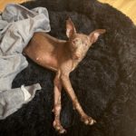 Podenco Curro, 02/2013, ca. 45 cm, 95517 Emtmannsberg