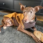 Podenco Curro, 02/2013, ca. 45 cm, 95517 Emtmannsberg