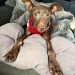 Podenco Curro, 02/2013, ca. 45 cm, 95517 Emtmannsberg