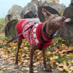 Podenco Curro, 02/2013, ca. 45 cm, 95517 Emtmannsberg