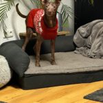 Podenco Curro, 02/2013, ca. 45 cm, 95517 Emtmannsberg