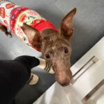 Podenco Curro, 02/2013, ca. 45 cm, 95517 Emtmannsberg