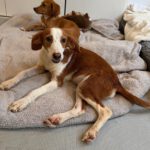 Podenco Mischling Daisy, 12/2023, ca. 40 cm