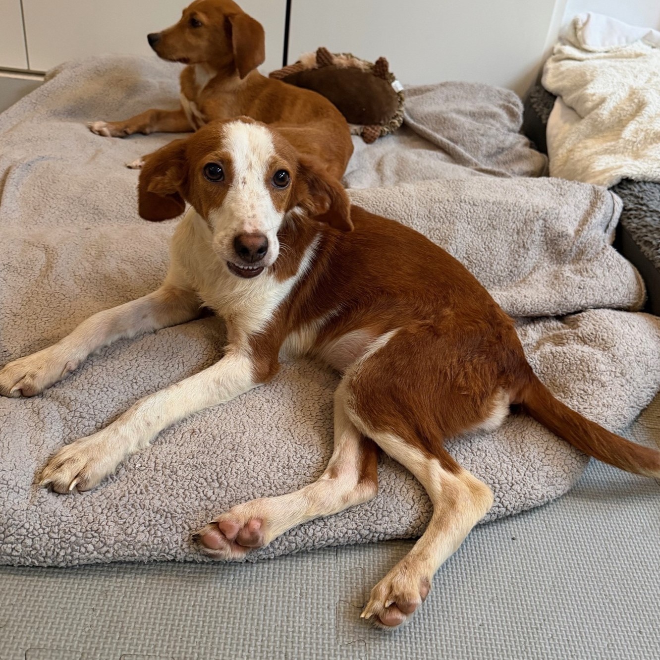 Podenco Mischling Daisy, 12/2023, ca. 40 cm