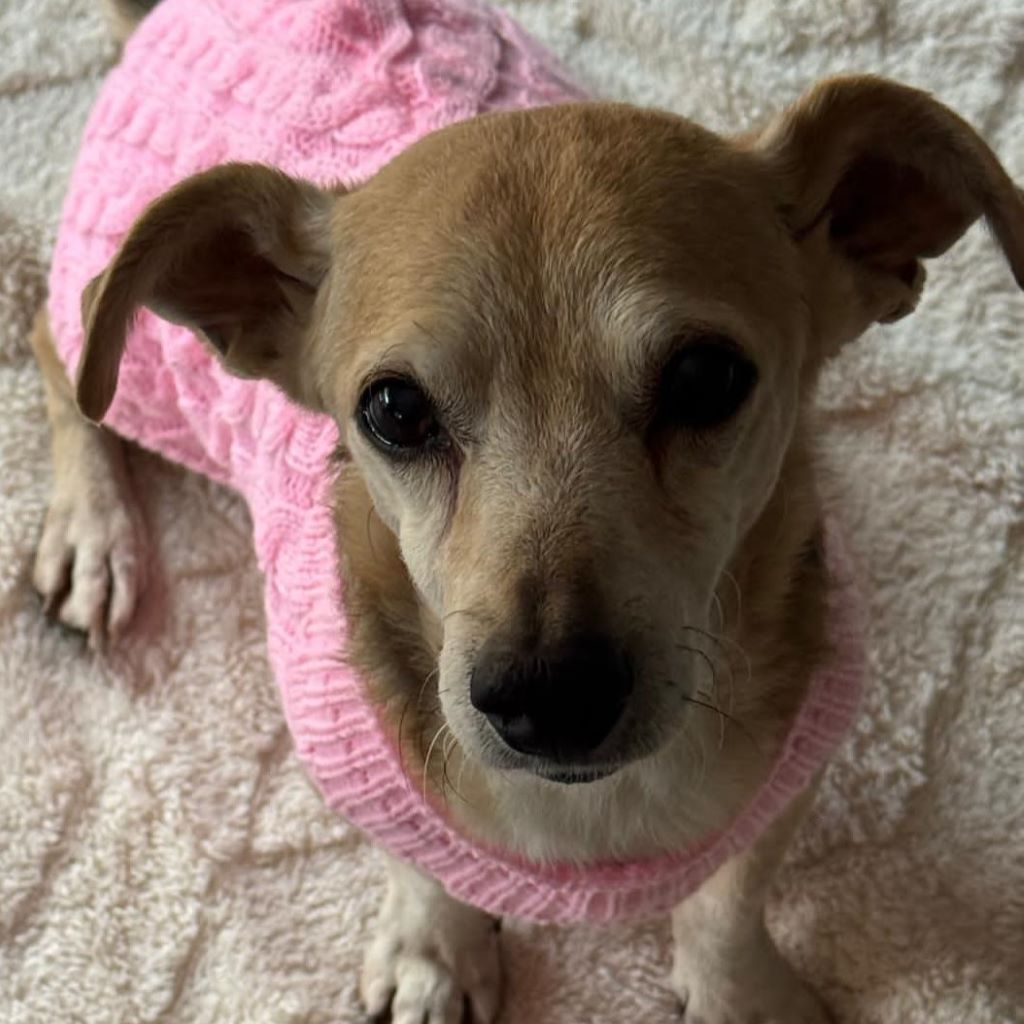 Mischling Dami, 11/2015, ca. 35 cm, 53125 Bonn