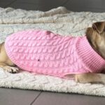 Mischling Dami, 11/2015, ca. 35 cm, 53125 Bonn