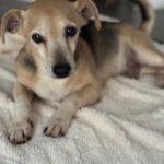 Mischling Dami, 11/2015, ca. 35 cm, 53125 Bonn