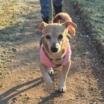 Mischling Dami, 11/2015, ca. 35 cm, 53125 Bonn