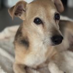 Mischling Dami, 11/2015, ca. 35 cm, 53125 Bonn