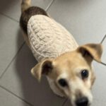 Mischling Dami, 11/2015, ca. 35 cm, 53125 Bonn