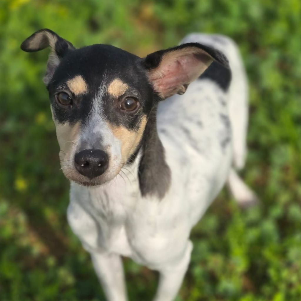 Bodeguero Daniela, 07/2025, Endgröße ca. 35 cm