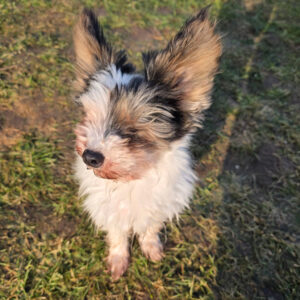 Biewer Yorkshire Terrier Diana sagt DANKE! - SALVA Hundehilfe e.V.