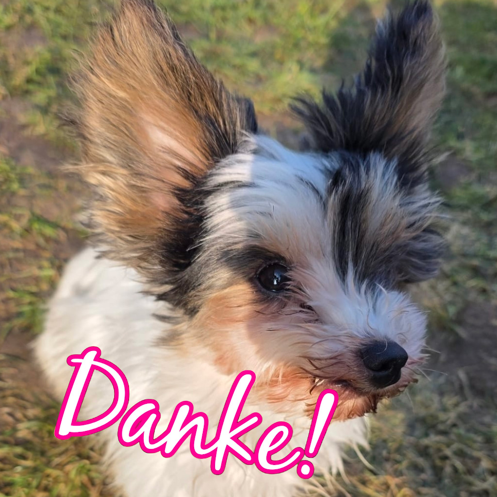 Biewer Yorkshire Terrier Diana sagt DANKE! - SALVA Hundehilfe e.V.