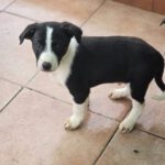 Galgo Mischling Dilan, 10/2025 Endgröße ca. 60 cm