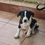 Galgo Mischling Dilan, 10/2025 Endgröße ca. 60 cm