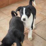 Galgo Mischling Dilan, 10/2025 Endgröße ca. 60 cm