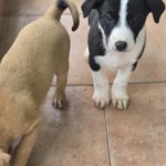 Galgo Mischling Dilan, 10/2025 Endgröße ca. 60 cm