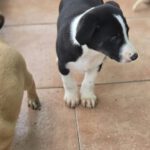 Galgo Mischling Dilan, 10/2025 Endgröße ca. 60 cm