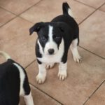 Galgo Mischling Dilan, 10/2025 Endgröße ca. 60 cm