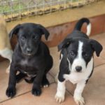 Galgo Mischling Dilan, 10/2025 Endgröße ca. 60 cm