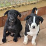 Galgo Mischling Dilan, 10/2025 Endgröße ca. 60 cm