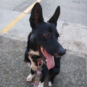 Mischling Dolce, 04/2025, Endgröße ca. 45-55 cm