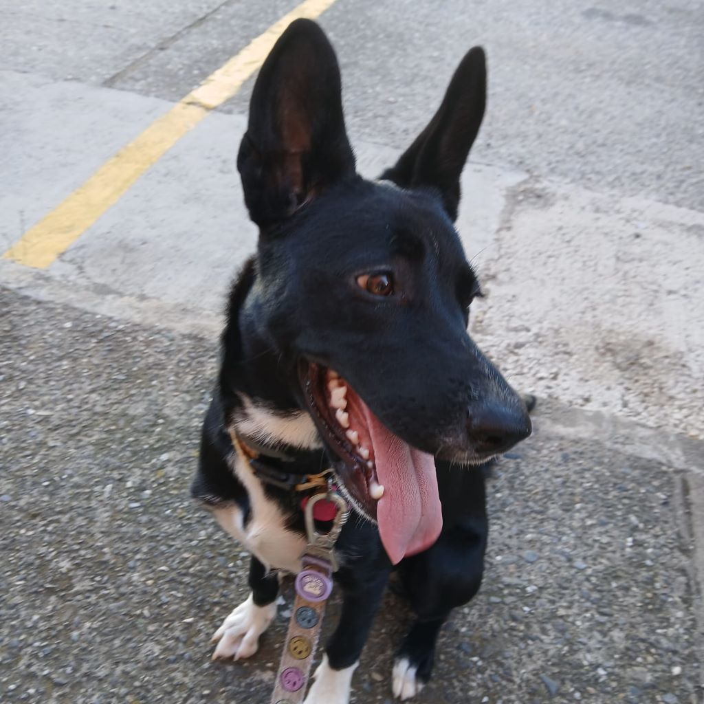 Mischling Dolce, 04/2025, Endgröße ca. 45-55 cm