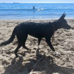 Mischling Dolce, 04/2025, Endgröße ca. 45-55 cm