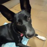 Mischling Dolce, 04/2025, Endgröße ca. 45-55 cm