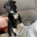 Mischling Dolce, 04/2025, Endgröße ca. 45-55 cm