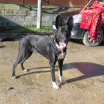 Mischling Dolce, 04/2025, Endgröße ca. 45-55 cm