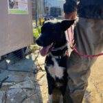 Mischling Dolce, 04/2025, Endgröße ca. 45-55 cm