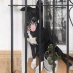 Mischling Dolce, 04/2025, Endgröße ca. 45-55 cm