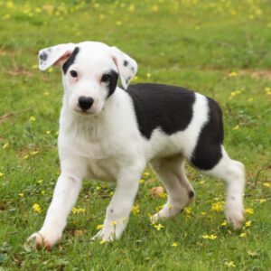 Galgo Mischling Donay, 10/2025 Endgröße ca. 60 cm