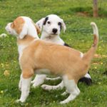 Galgo Mischling Donay, 10/2025 Endgröße ca. 60 cm