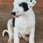 Galgo Mischling Donay, 10/2025 Endgröße ca. 60 cm