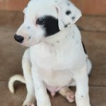 Galgo Mischling Donay, 10/2025 Endgröße ca. 60 cm