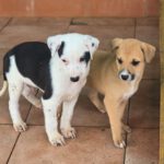 Galgo Mischling Donay, 10/2025 Endgröße ca. 60 cm