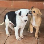 Galgo Mischling Donay, 10/2025 Endgröße ca. 60 cm
