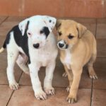 Galgo Mischling Donay, 10/2025 Endgröße ca. 60 cm