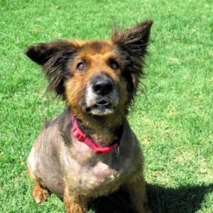 Mischling Duque, 01/2016, ca. 65 cm