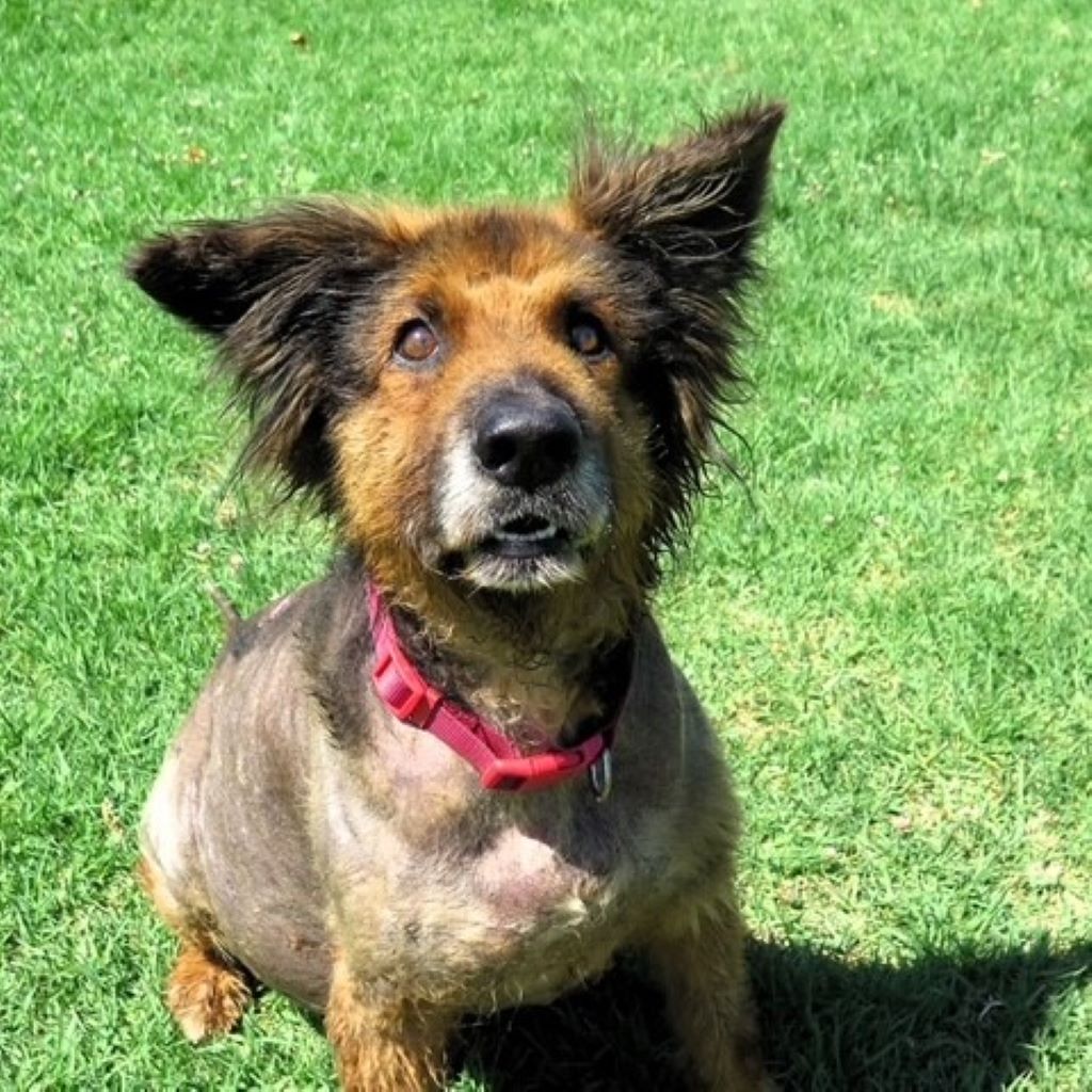 Mischling Duque, 01/2016, ca. 65 cm